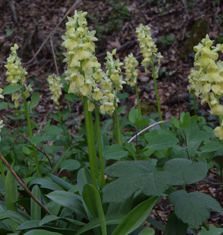 Orchis pallens L. 1771. 2.jpg