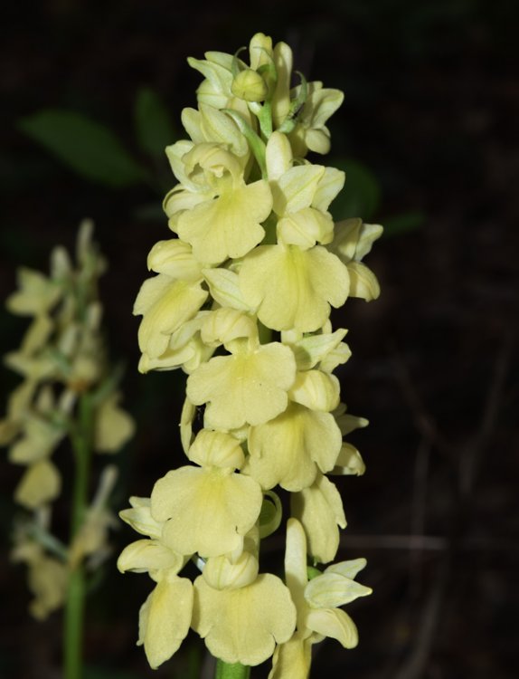 Orchis pallens L. 1771. 4.jpg