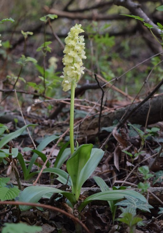 Orchis pallens L. 1771. 5.jpg