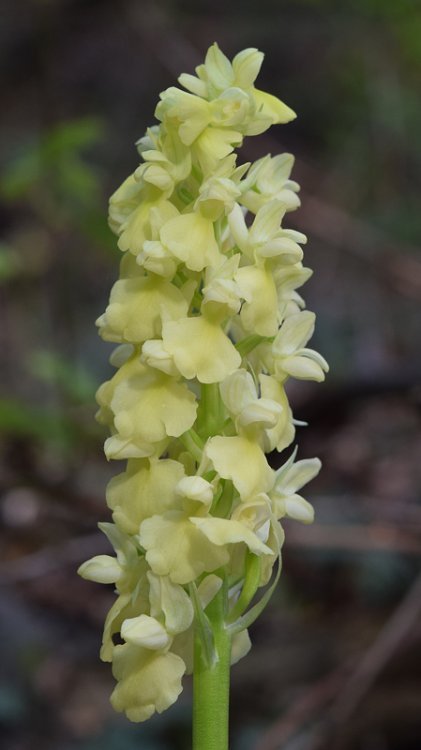 Orchis pallens L. 1771. 6.jpg