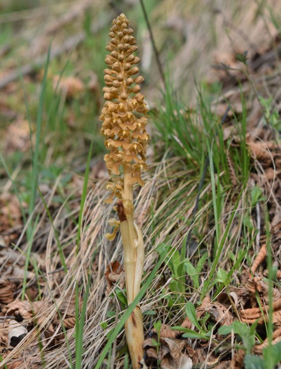 Neottia nidus-avis (L.) Rich. 1817. 2.jpg