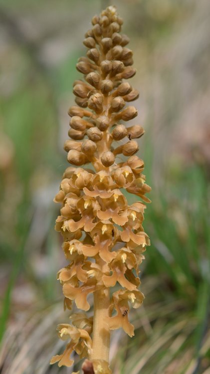 Neottia nidus-avis (L.) Rich. 1817. 3.jpg