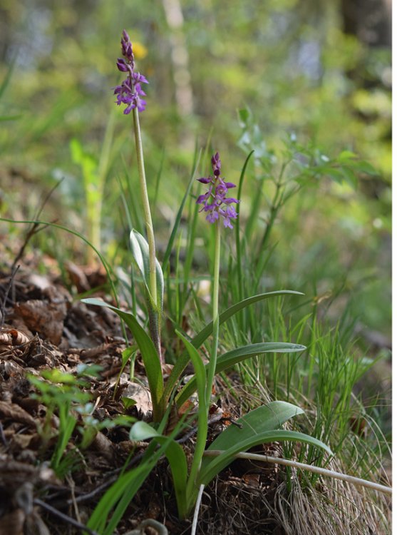 Orchis x haussknechtii (Orchis mascula subsp. speciosa x Orchis pallens). 1.jpg