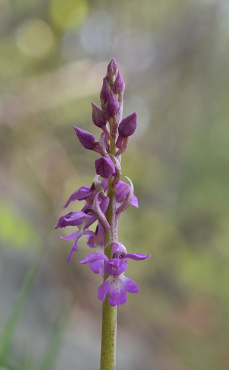 Orchis mascula subsp. speciosa. (Mutel) Hegi 1909. 2.jpg