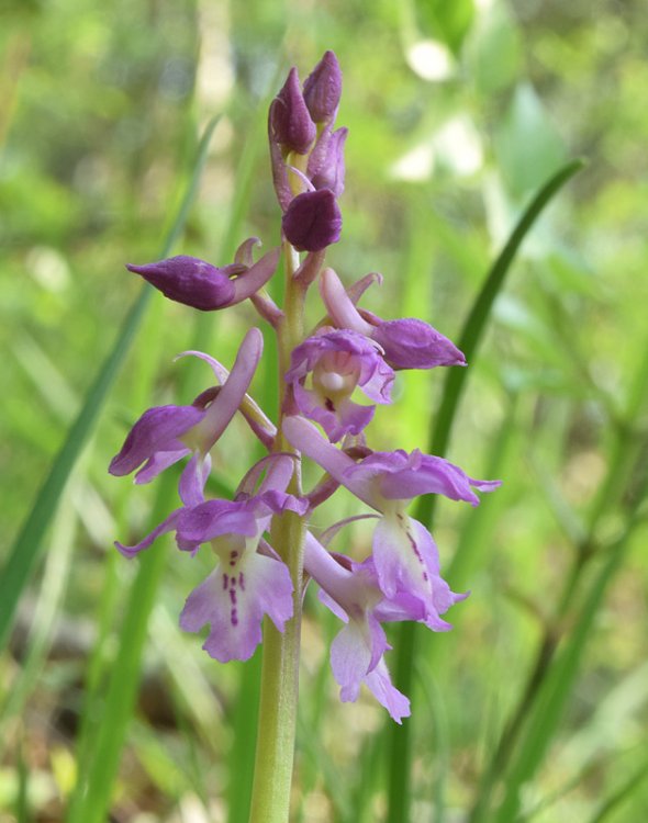 Orchis x haussknechtii (Orchis mascula subsp. speciosa x Orchis pallens). 2.jpg