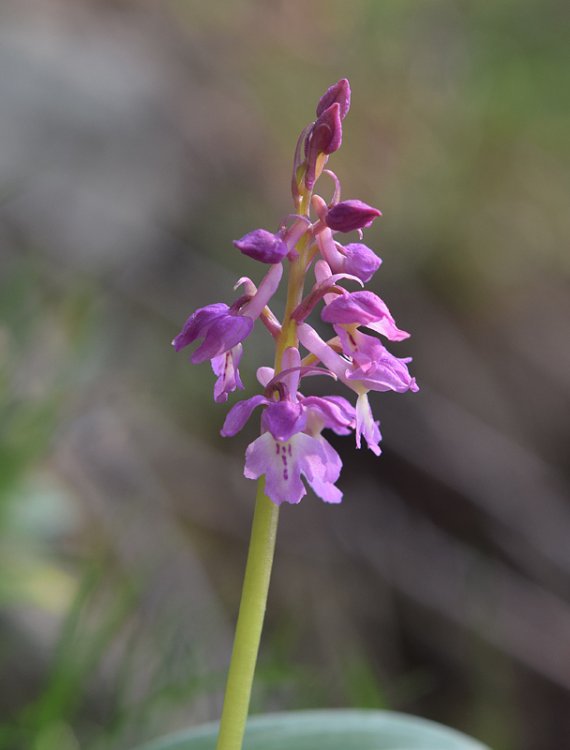 Orchis x haussknechtii (Orchis mascula subsp. speciosa x Orchis pallens). 3.jpg