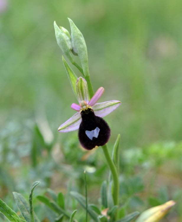 Ophrys bertolonii subsp. benacensis ( Reisigl ) P. Delforge M. 5.jpg