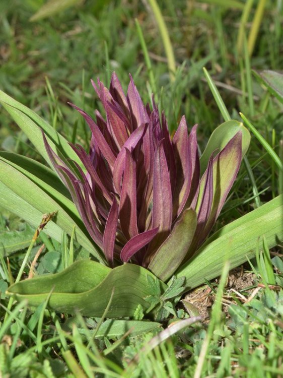 Dactylorhiza sambucina (L.) Soò Strana 2.jpg