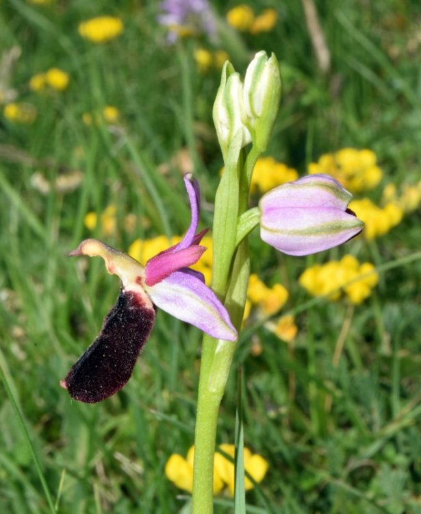 Ophrys bertolonii subsp. benacensis ( Reisigl ) P. Delforge M. 4.jpg