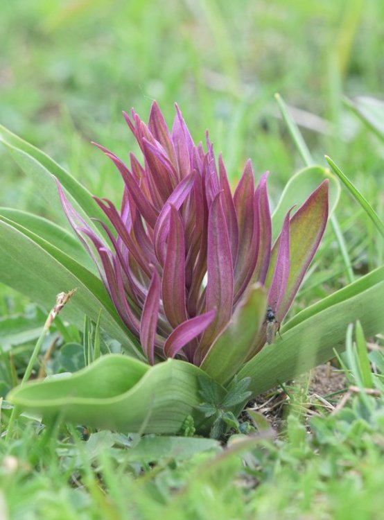 Dactylorhiza sambucina (L.) Soò Strana 1.jpg