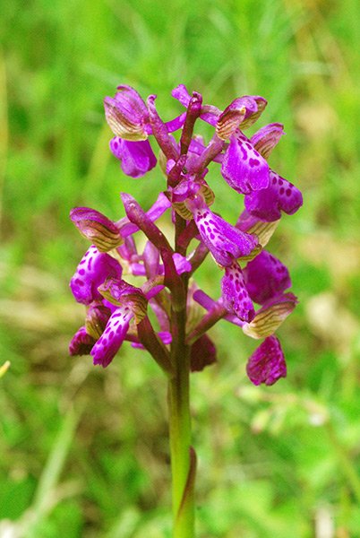 Anacamptis-morio.jpg