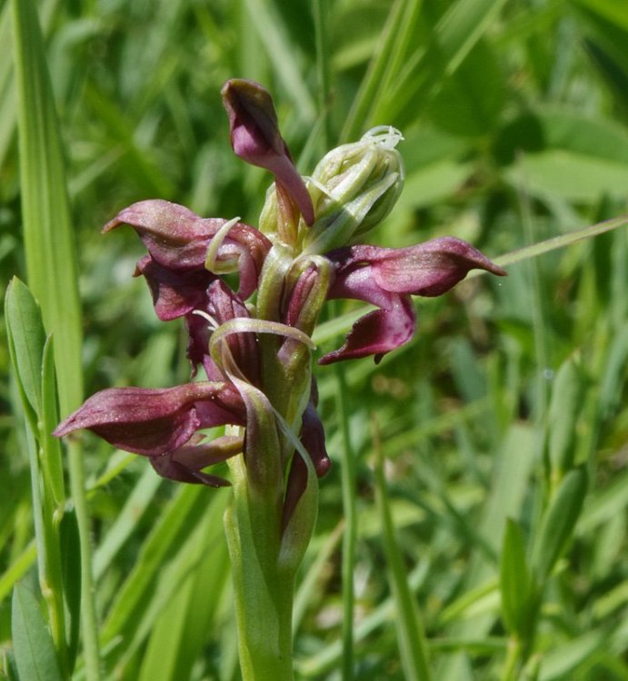 Anacamptis coriophora subsp. fragrans (Pollini) R.M. Bateman, Pridgeon & M.W. Chase 1997. 1.jpg