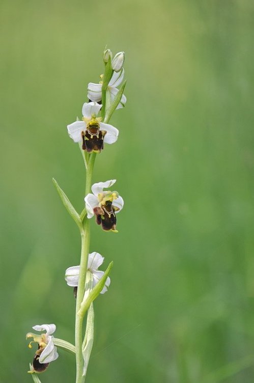 Ophrys_×albertiana1.jpg
