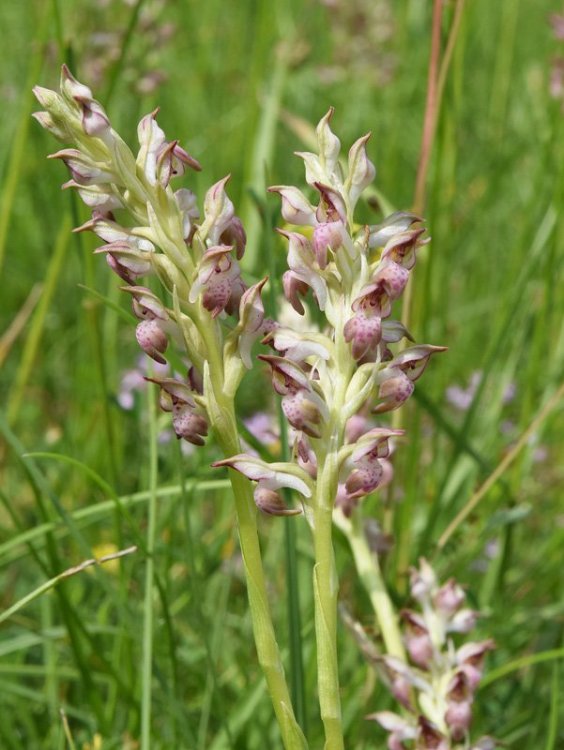 Anacamptis coriophora (L.) R.M. Bateman, Pridgeon & M.W. Chase. Nove 3.jpg