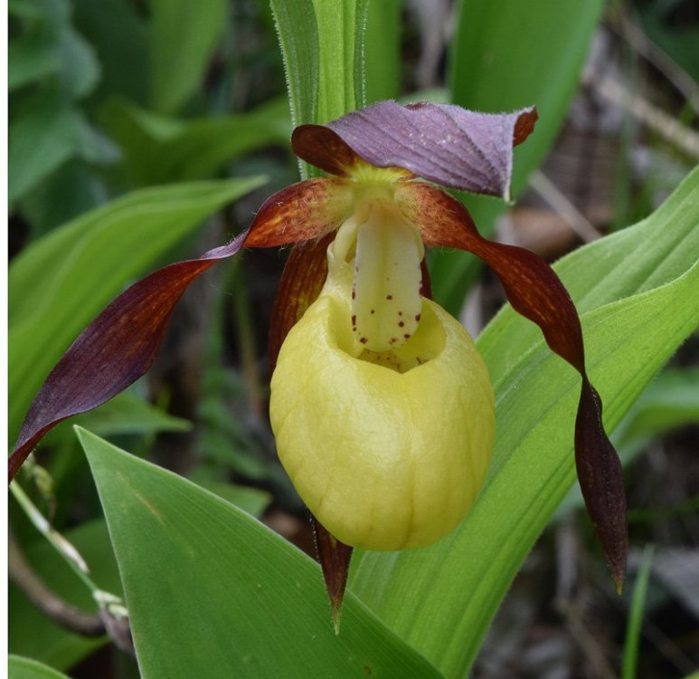 Cypripedium calceolus L. 1753. R3.jpg