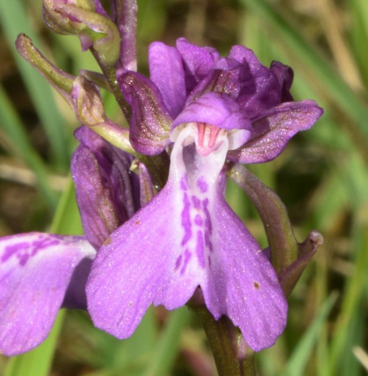 Anacamptis x alata ( Fleury) H. Kretschmar, Eccarus & H. Dietr. ( A. laxiflora x A. morio). 3.jpg