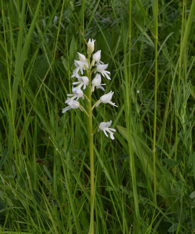 Orchis militaris L. apocromica. 3.jpg