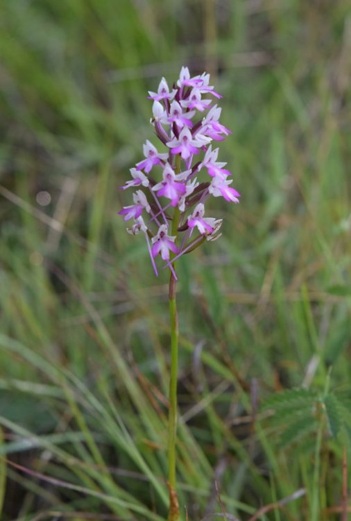 Anacamptis pyramidalis (L.) Rich. 1817. Catena  1.jpg