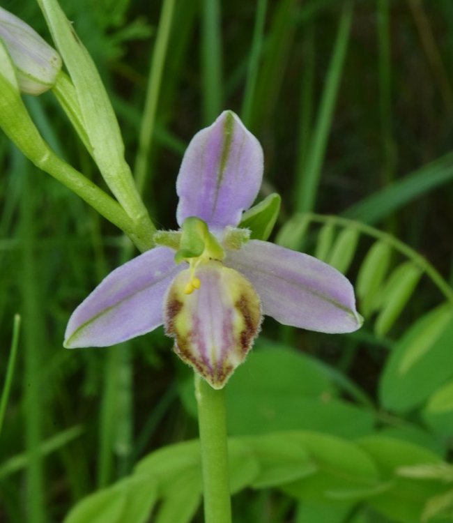Ophrys apifera var. tilaventina Nonis & Liverani. 3.jpg