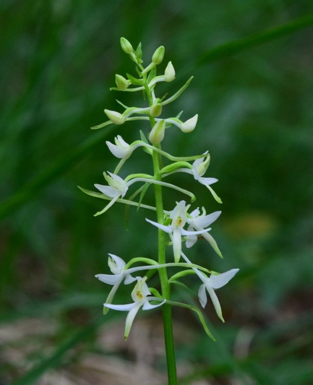 Platanthera bifolia subsp. bifolia. (L.) Rich. 1817. 2.jpg