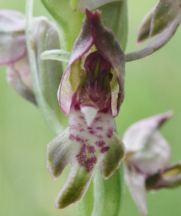 Anacamptis coriophora (L.) R.M. Bateman, Pridgeon & M.W. Chase. Nove 13.jpg