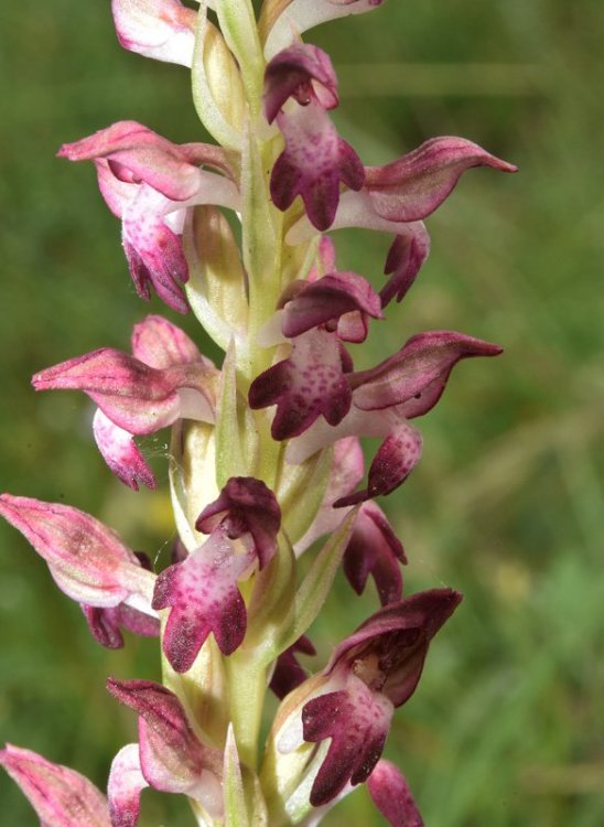 Anacamptis coriophora (L.) R.M. Bateman, Pridgeon & M.W. Chase. Nove 8.jpg