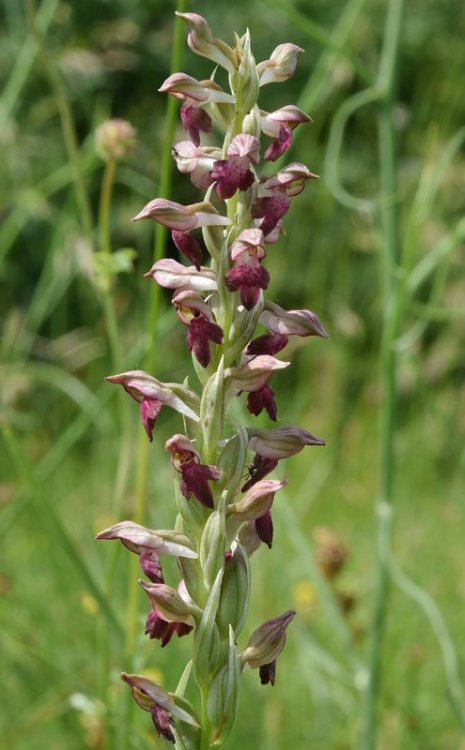 Anacamptis coriophora (L.) R.M. Bateman, Pridgeon & M.W. Chase. Nove 5.jpg