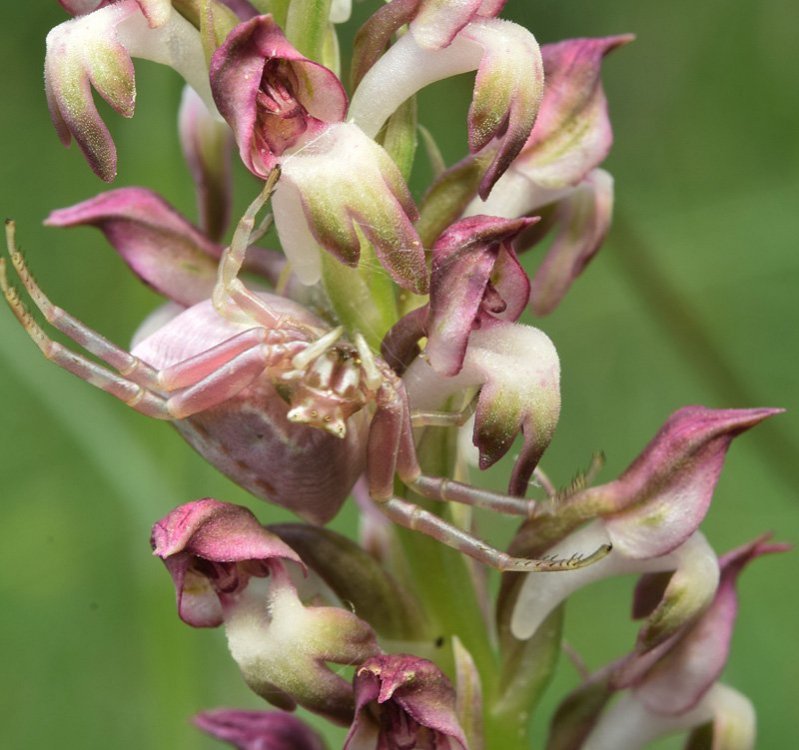 Anacamptis coriophora (L.) R.M. Bateman, Pridgeon & M.W. Chase. Nove 12.jpg