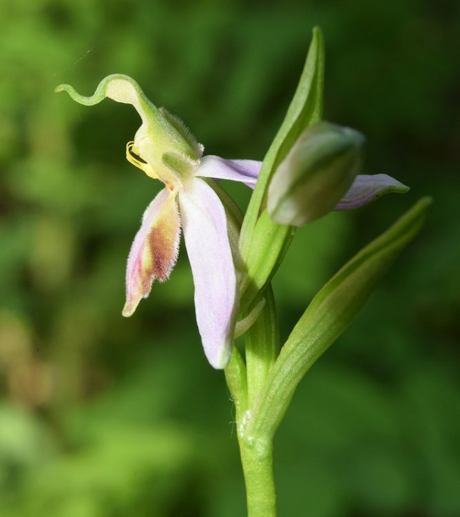 Ophrys apifera var. tilaventina Nonis & Liverani. 4.jpg