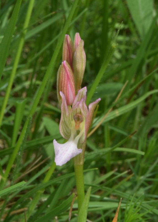 Anacamptis papilionacea (L.) R.M. Bateman, Pridgeon & M.W. Chase 1997. 6.jpg