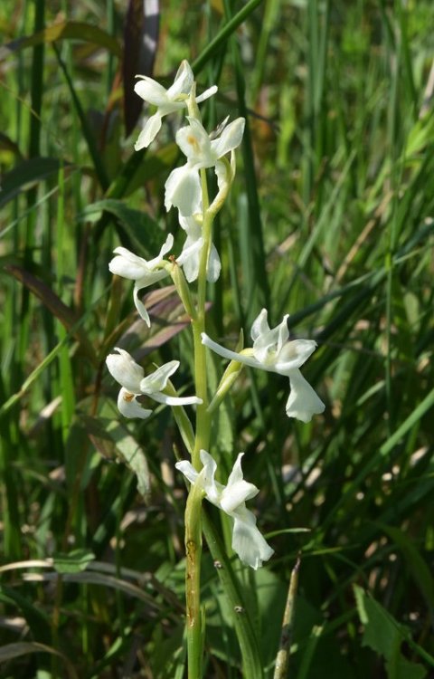 Anacamptis laxiflora, var albiflora. (Lam.) R.M. Bateman, Pridgeon & M.W. Chase. 4.jpg