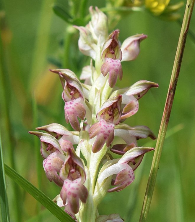 Anacamptis coriophora (L.) R.M. Bateman, Pridgeon & M.W. Chase. Nove 2.jpg