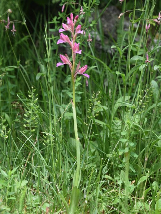 Anacamptis papilionacea (L.) R.M. Bateman, Pridgeon & M.W. Chase 1997. 1.jpg