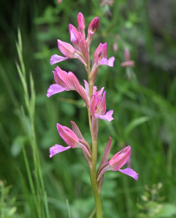 Anacamptis papilionacea (L.) R.M. Bateman, Pridgeon & M.W. Chase 1997. 2.jpg