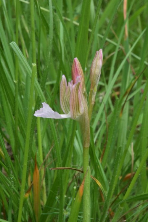 Anacamptis papilionacea (L.) R.M. Bateman, Pridgeon & M.W. Chase 1997. 5.jpg