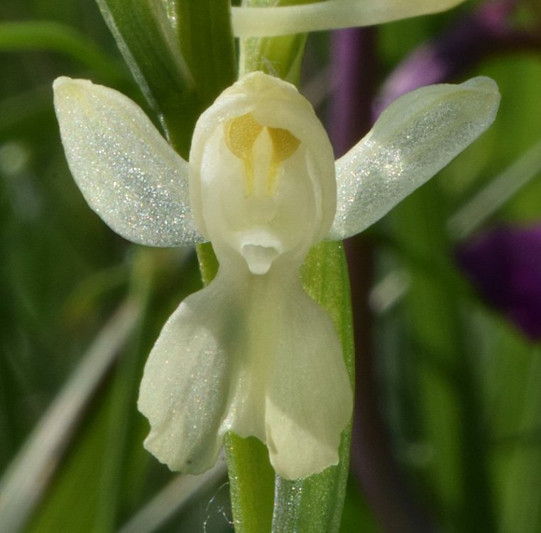 Anacamptis laxiflora, var albiflora. (Lam.) R.M. Bateman, Pridgeon & M.W. Chase. 3.jpg