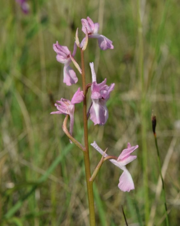 Anacamptis laxiflora (Lam.) R.M. Bateman, Pridgeon & M.W. Chase. 10.jpg