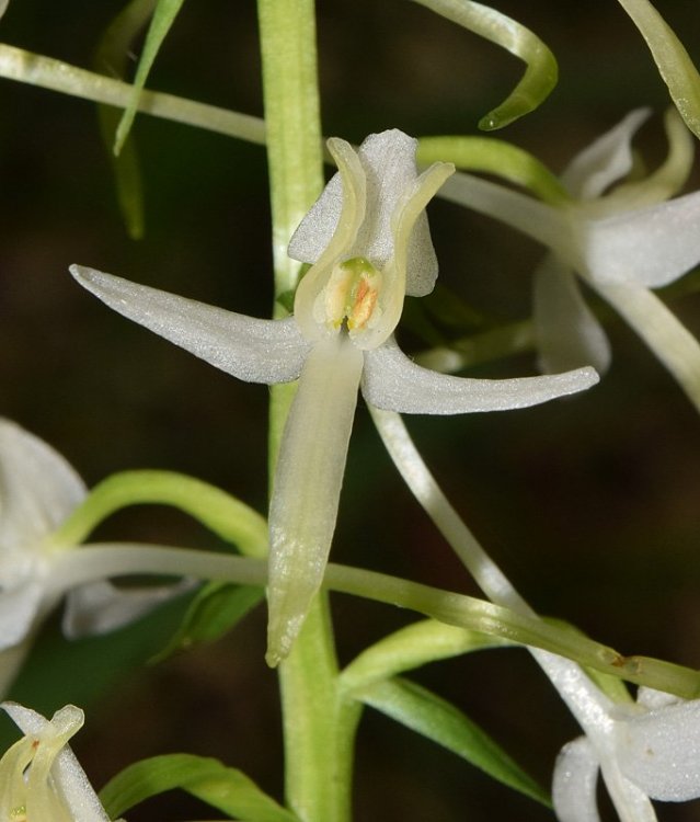 Platanthera bifolia subsp. bifolia. (L.) Rich. 1817. 3.jpg