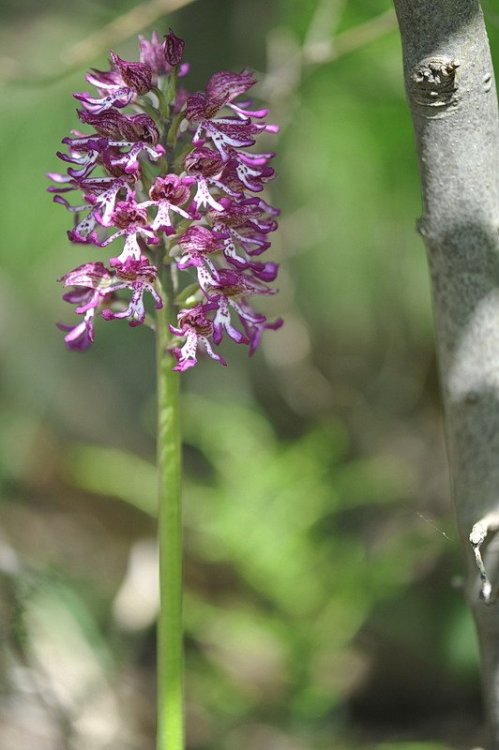 Orchis_×angusticruris1.jpg