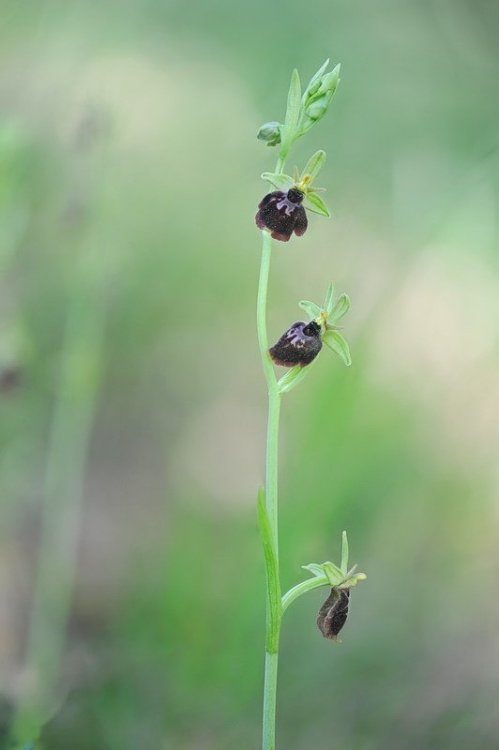 Ophrys_×devenensis.jpg