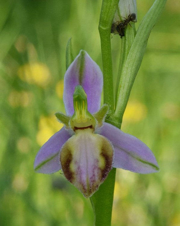 Ophrys apifera var. tilaventina Nonis & Liverani. 5.jpg