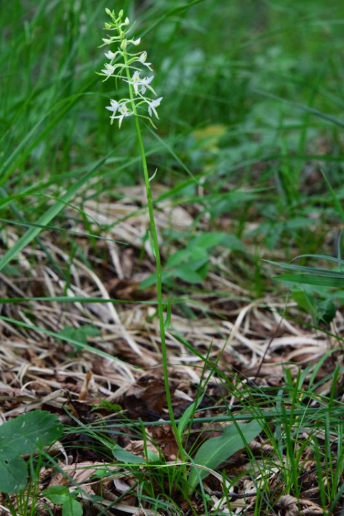 Platanthera bifolia subsp. bifolia. (L.) Rich. 1817. 1.jpg