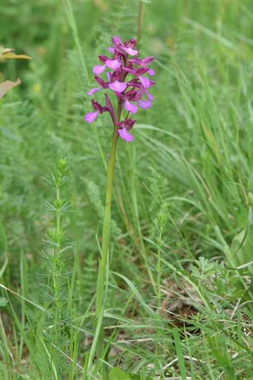 Anacamptis x gennarii (Rchb.f.) H. Kretzschmar, Eccarus & H. Dietr.2007. 1.jpg