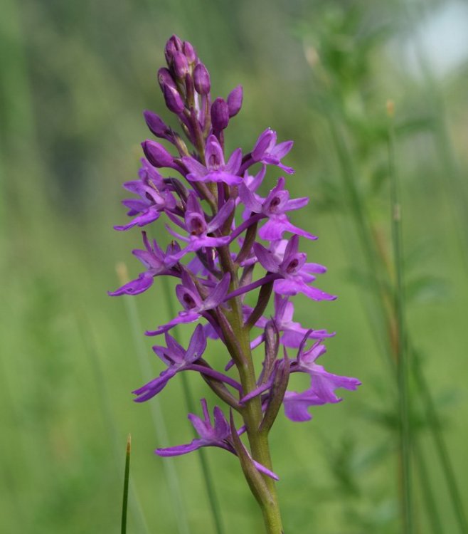 Anacamptis xduquesnei, ibrido tra A. palustris e A. pyramidalis. 3.jpg