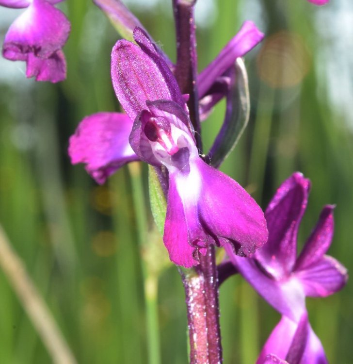 Anacamptis laxiflora (Lam.) R.M. Bateman, Pridgeon & M.W. Chase. 4.jpg