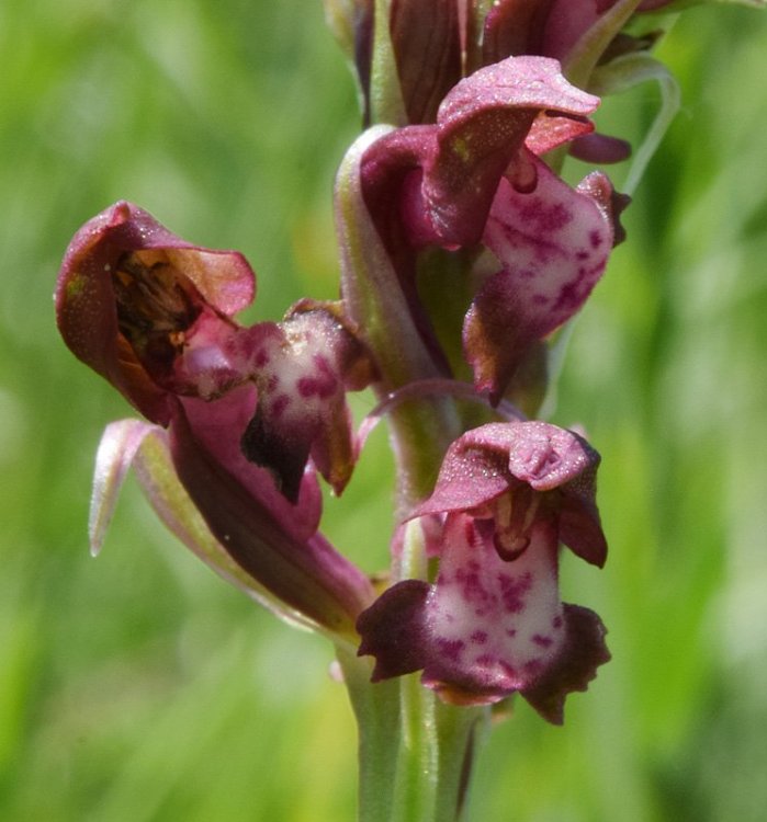 Anacamptis coriophora subsp. fragrans (Pollini) R.M. Bateman, Pridgeon & M.W. Chase 1997. 2.jpg