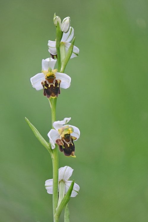 Ophrys_×albertiana.jpg