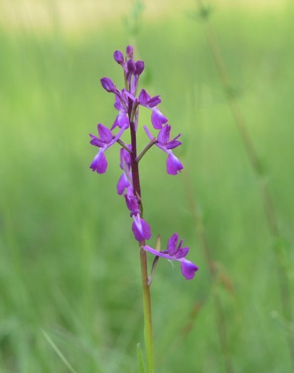 Anacamptis laxiflora (Lam.) R.M. Bateman, Pridgeon & M.W. Chase. 2.jpg