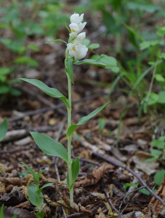 Cephalanthera damasonium (Mill.) Druce 1906. 1.jpg