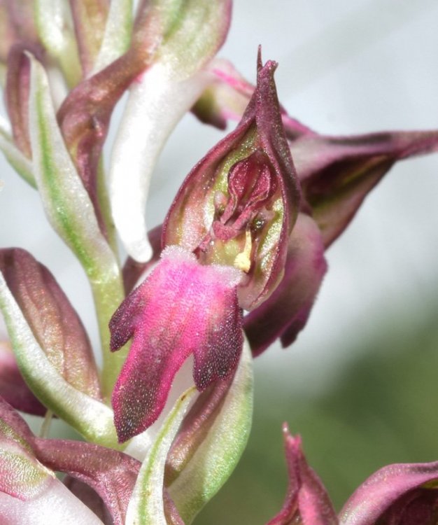 Anacamptis coriophora (L.) R.M. Bateman, Pridgeon & M.W. Chase. Nove 16.jpg